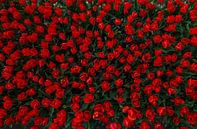 Tulpen van bovenaf van jody ferron thumbnail