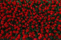 Tulips from above