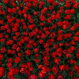 Tulips from above by jody ferron