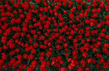 Tulips from above