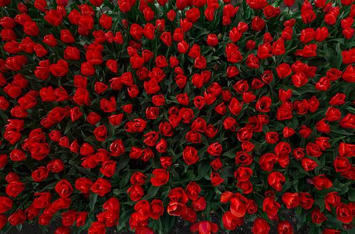 Tulips from above