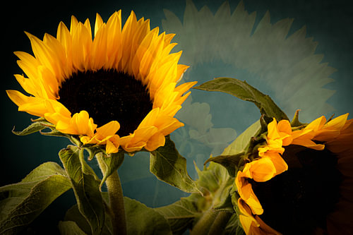Rêve de tournesol sur SO fotografie