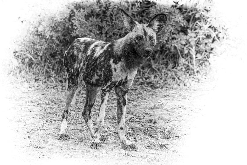 Afrikanischer Wildhund. von Gunter Nuyts