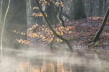 Autumn branch and morning mist by Peter Haastrecht, van