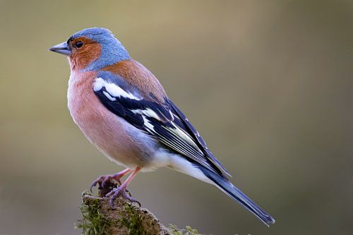 Vink