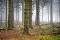 Foggy day in the forest