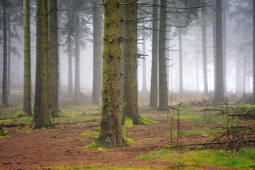 Journée brumeuse dans la forêt par Heiko Meier