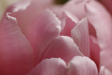 Roze tulp van Cora Unk