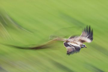 Red Kite en vol de plongée en Angleterre sur Jeroen Stel