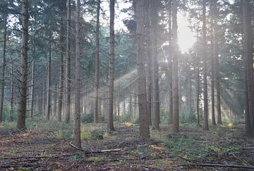 Zonneharpen in het bos... van Ans Bastiaanssen