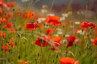 Poppy Field
