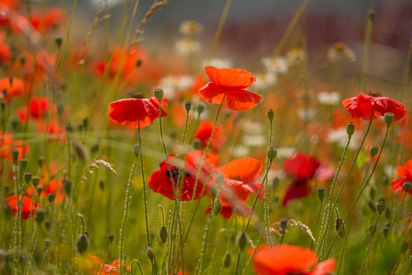 Poppy Field by Karen de Geus