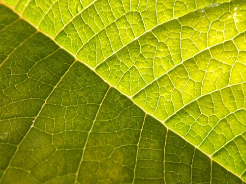 bladnerven groen