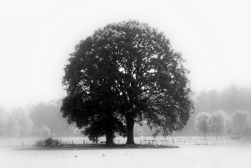 Einzame Baum von Harold Wilke