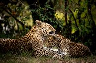 Kenia - Luipaard moeder verzorgt jong van Marvin de Kievit thumbnail