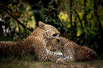 Kenya - Mother leopard nurses her baby