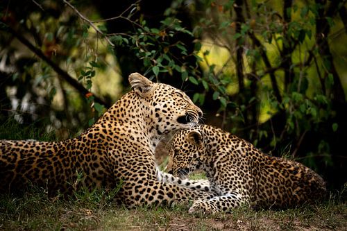 Kenya - Mother leopard nurses her baby