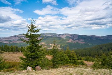 Blick vom Wurmberg zum Brocken