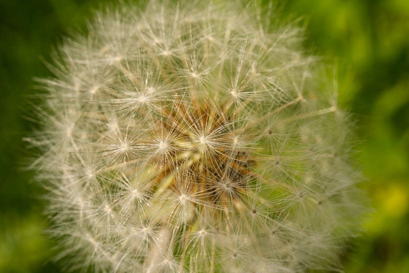 Golden Dandelion Puffball by Iris Holzer Richardson