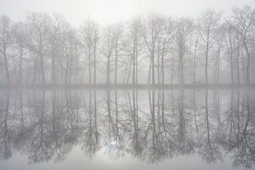Mistige reflectie van bomen