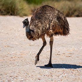 Monkey Mia von Stefan Havadi-Nagy