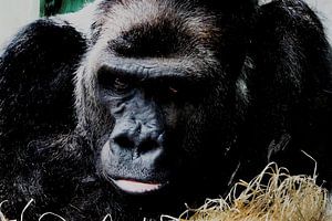 Gorilla ontspant van Jürgen Hüsmert