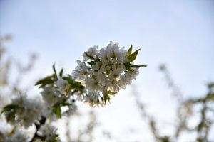 Cerisiers en fleurs