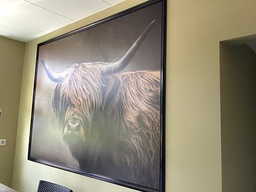 Customer photo: Scottish Highland Cow Portret