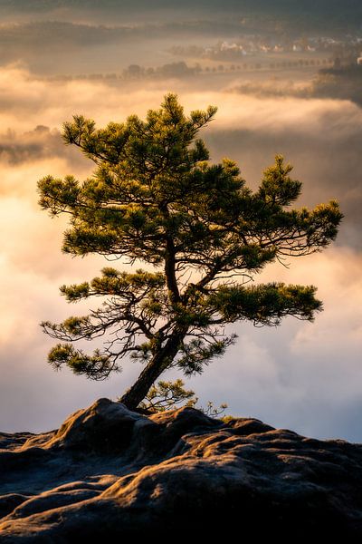 Pin au-dessus de la mer de brouillard du Lilienstein par Oliver Preuss