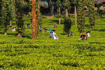Tea plantations in Periyar National Park, Kerala (India) by Martijn