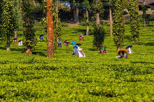 Tea plantations in Periyar National Park, Kerala (India)
