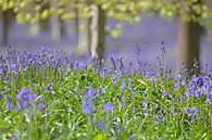 Wilde  hyacinten in het Hallerbos van Barbara Brolsma thumbnail