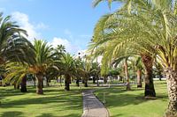 Palmen in einer Hotelanlage