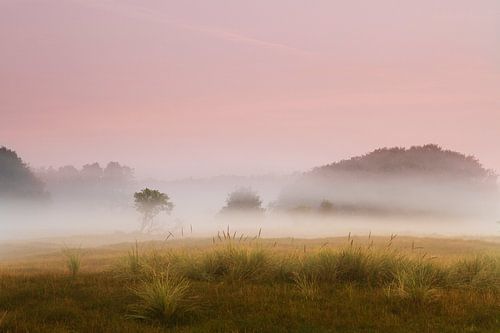 Zonsopkomst in de Amsterdamse Waterleidingduinen
