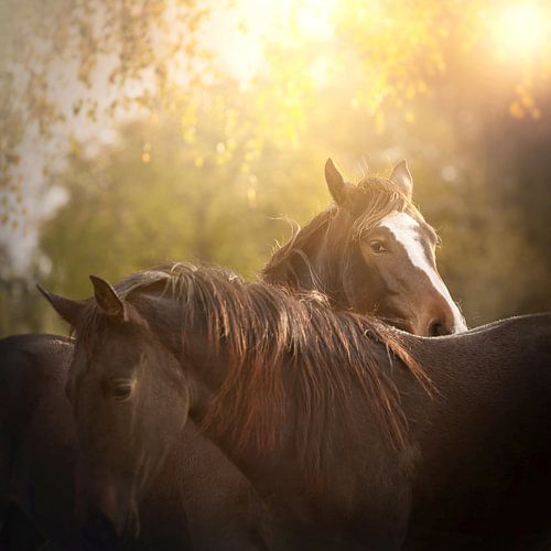 Playing in the evening sun