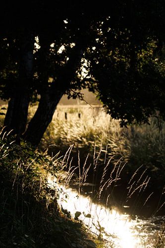 Tegenlicht op zomerse ochtend in de Pannenhoef