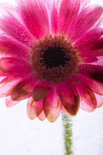 Le gerbera rouge dans la glace 2