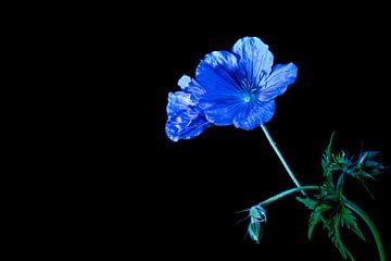 bloem in blauw van Rein Vrugt