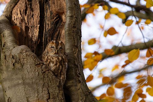 Der Waldkauz ruht sich in den Herbstfarben aus. von Menno Schaefer