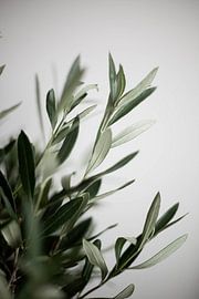 Olive von Melanie Schat