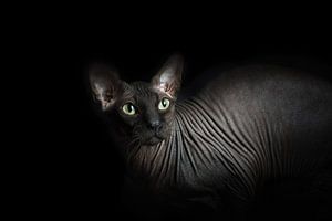 Don Sphynx