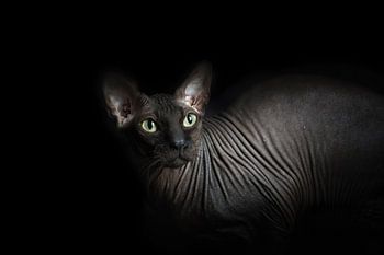Don Sphynx