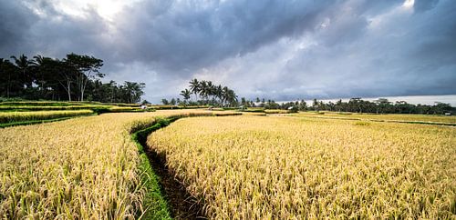 rijstvelden op Bali, Indonesië - 7