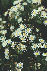 Fleurs