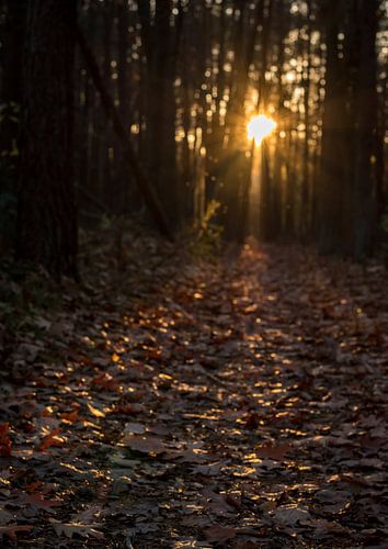 Lage ondergaande zon in donker dennen- en eikenbos