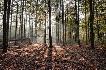 Herfst op de Veluwe van Jisca Lucia