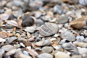 Moules