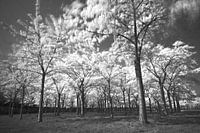 Sensation de forêt