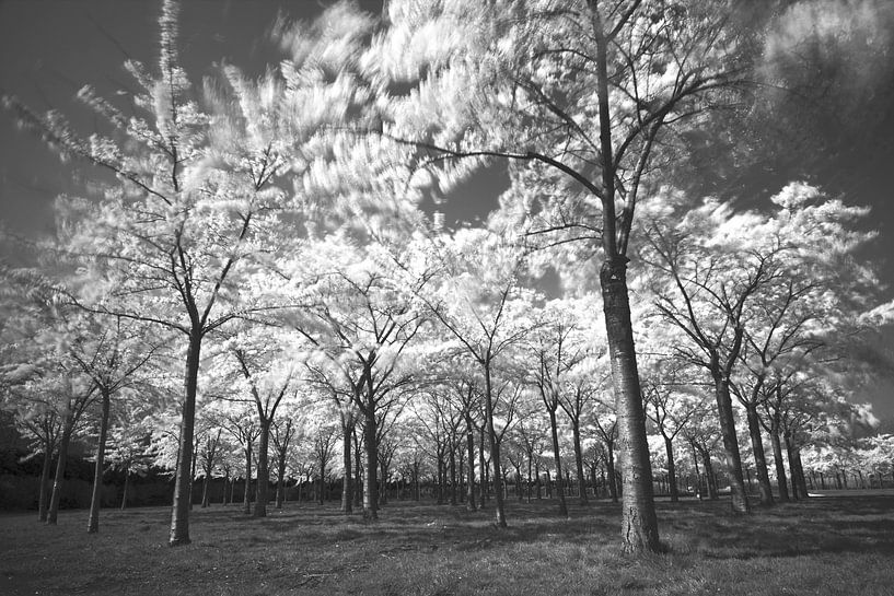 Sensation de forêt par Saskia Vader
