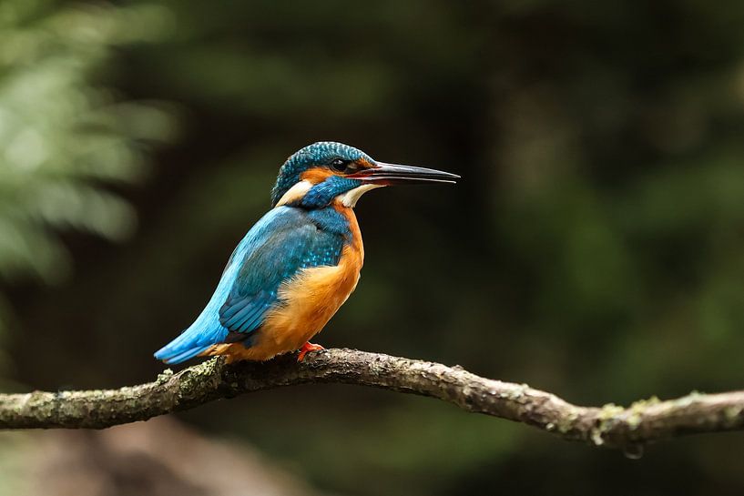 Beautiful kingfisher by Anjella Buckens